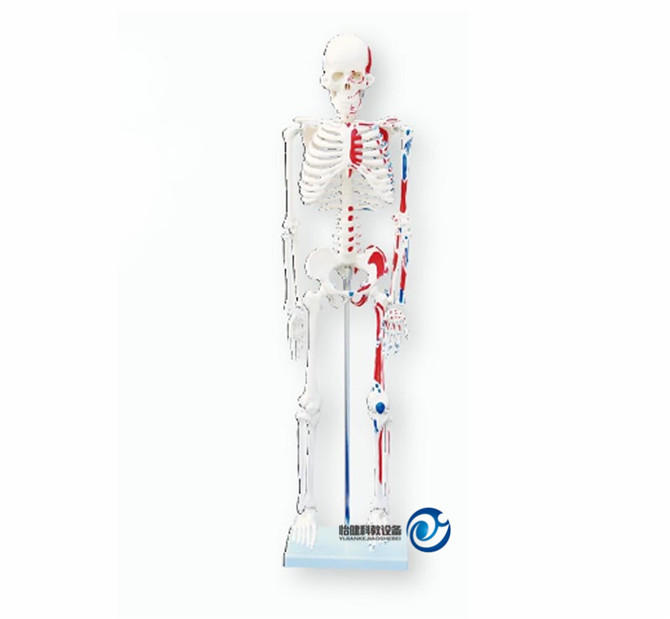 人体骨骼附肌肉着色模型85CM
