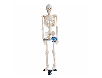 人体骨骼模型85CM
