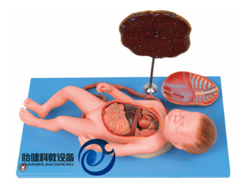 胎盘脐带与胎儿附内脏模型