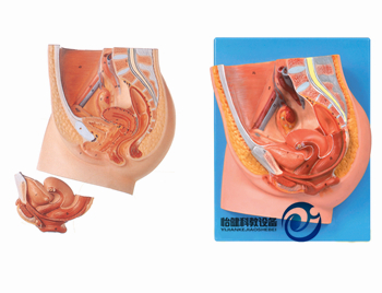 女性盆腔正中矢状切面模型